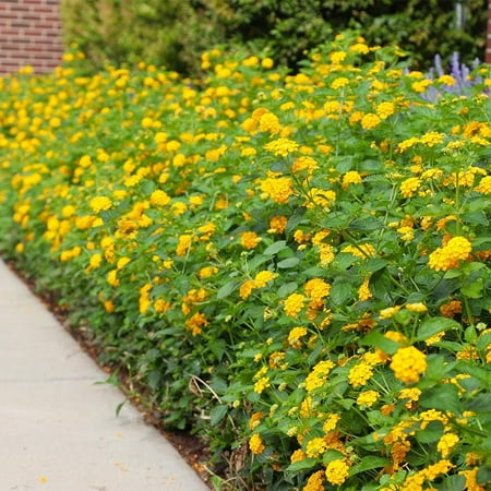 Lantana New Gold I 2 Large Gallon Size Plants I Verbenaceae Camara I Live Vibrant Golden Yellow Flowers, Heat and Drought Tolerant, Ideal for Borders and Hanging Baskets