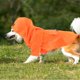 thumbnail image 4 of Impermeable reflectante para perros, con capucha, doble capa, para exteriores (naranja L), 4 of 7