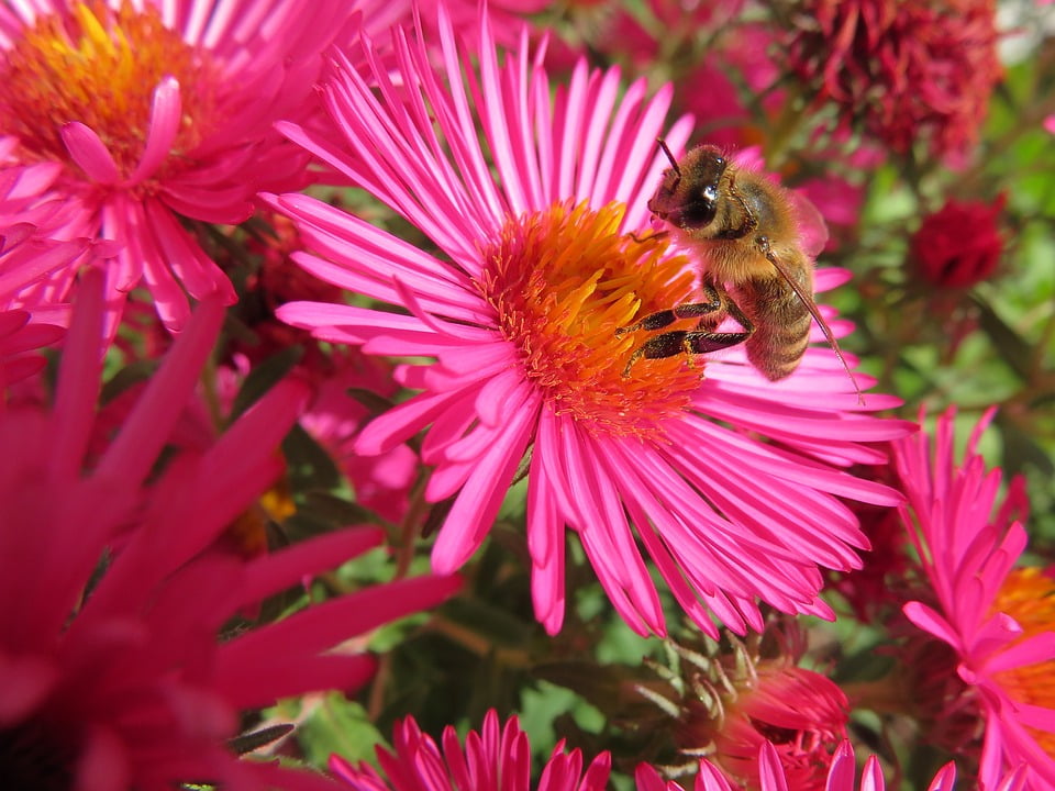 Download LAMINATED POSTER Flower Herbstaster Autumn Bee Aster Honey ...