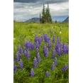 thumbnail image 2 of Illg, Cathy and Gordon 13x18 Black Ornate Wood Framed with Double Matting Museum Art Print Titled - Colorado, Gunnison NF Lupine in mountain meadow, 2 of 4