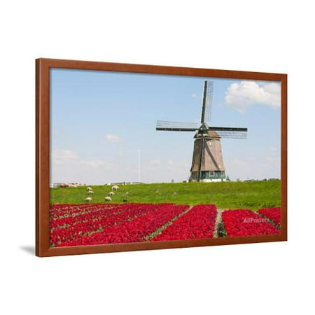 Tulips and Windmill  Framed Print Wall Art  By ErikdeGraaf 