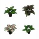 thumbnail image 3 of Planta verde pequeña planta en maceta planta de simulación flor artificial decoración de ventanas decoración del hogar adornos simulación flor planta en maceta (corazón de hadas rojo (verde) ER, 3 of 4
