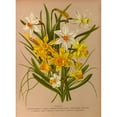 thumbnail image 2 of Arentine H. Arendsen 11x14 Gold Ornate Wood Frame and Double Matted Museum Art Print Titled - Narcissus 1 (1872-1881), 2 of 4