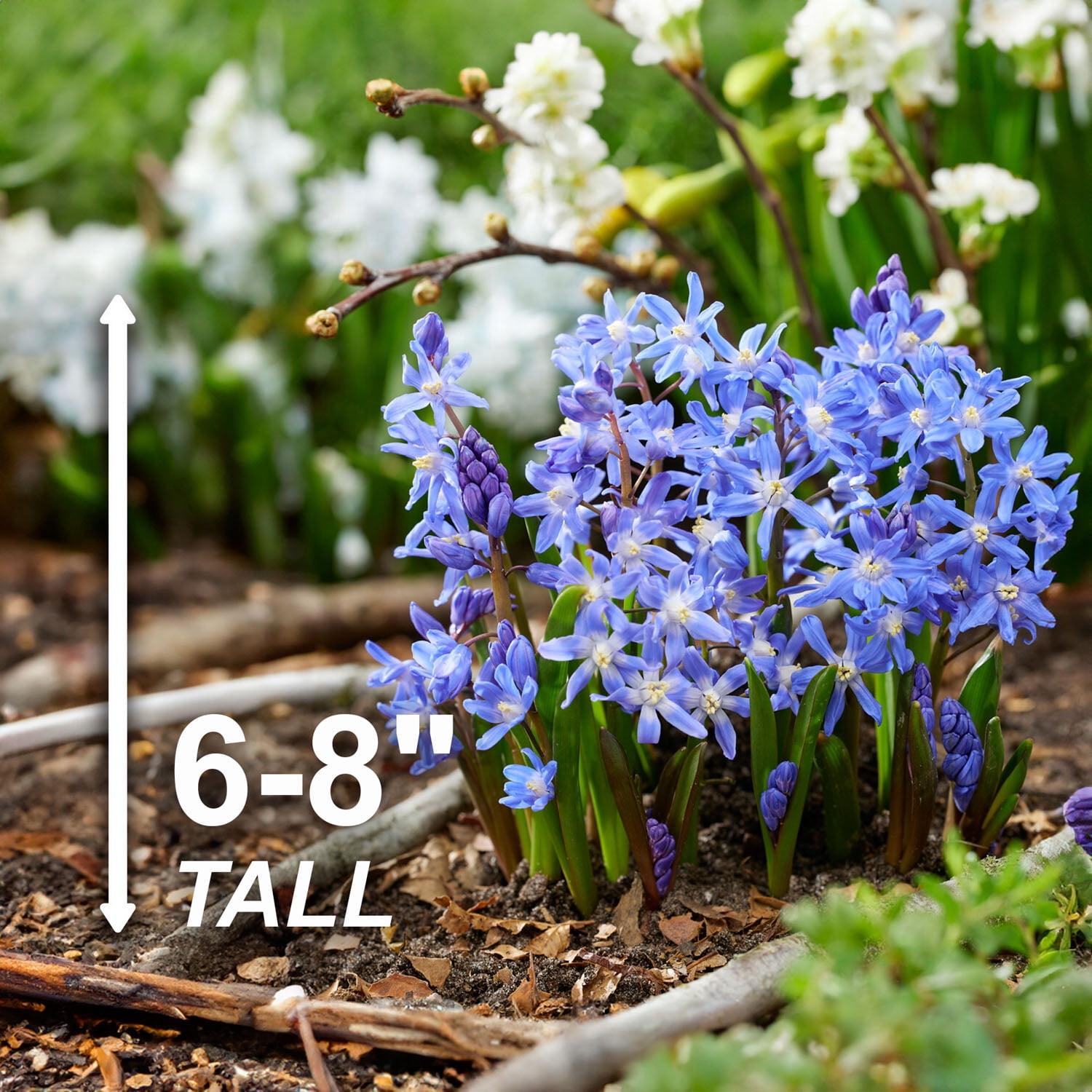Garden State Bulb Blue Giant Chionodoxa Glory of the Snow Flower Bulbs, 5/+cm, Fragrant (Bag of 50)