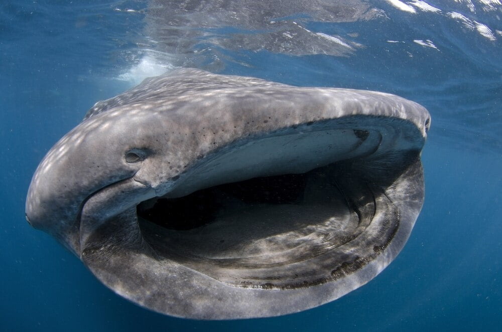 Whale shark feeding on plankton near surface at Isla Mujeres, Mexico