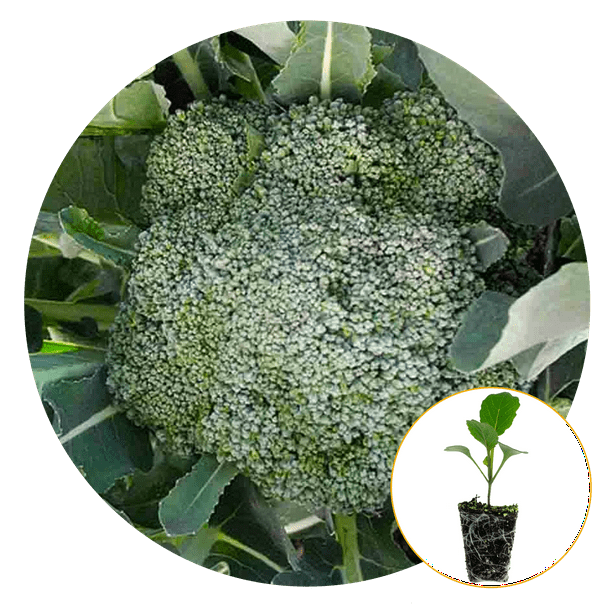 FerryMorse Plantlings Live Baby Plants 13in. Diplomat Broccoli, 3