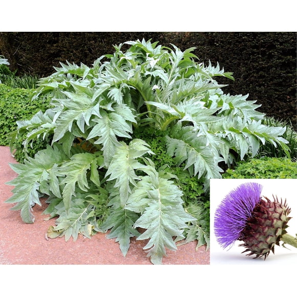 25 CARDOON Cynara Cardunculus aka Artichoke Thistle Perennial Edible Vegetable Seeds