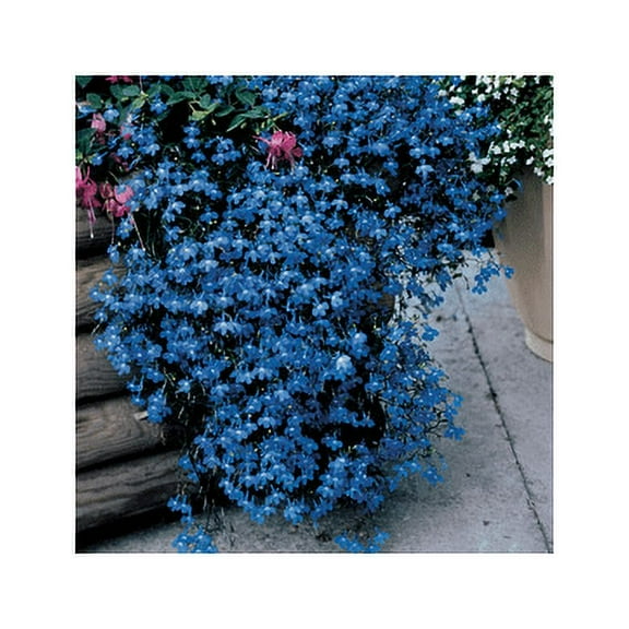 Lobelia Fountain Blue Nice Garden Flower Seeds by Seed Kingdom Bulk 20,000 Seeds