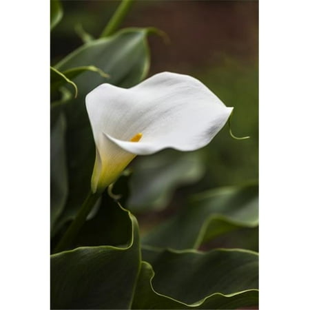 A White Zantedeschia Aethiopica Known As Calla Lily Arum Lily British Columbia Canada Poster Print By Debra Brash 24 X 36 Large - 
