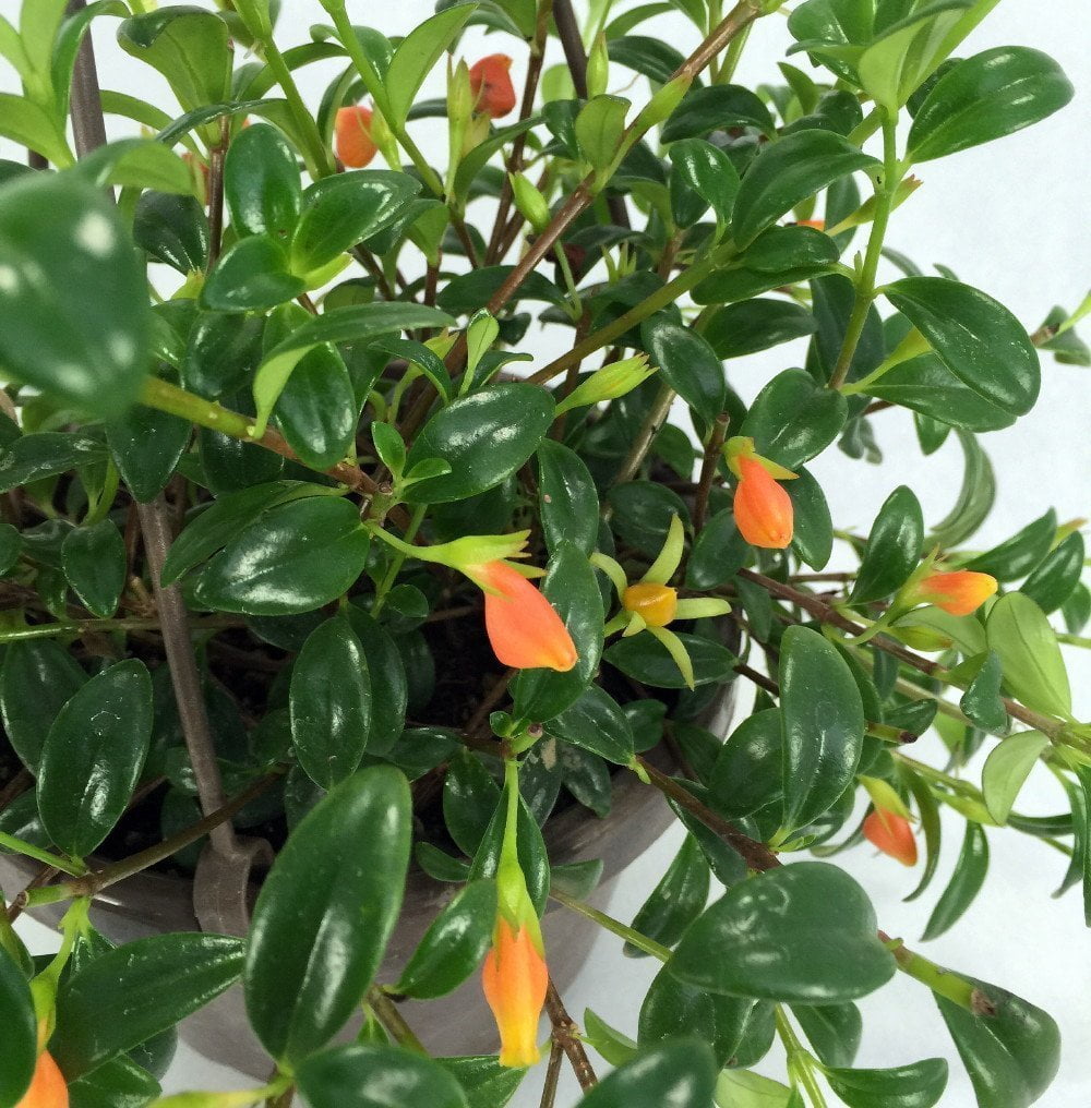 Premium Goldfish Plant 6" Hanging Basket Blooms Frequently