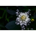 thumbnail image 2 of Olsson, Ronny 18x13 White Modern Wood Framed Museum Art Print Titled - Dahlia Flower, 2 of 4