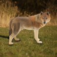 thumbnail image 5 of Children's simulation wild animal wolf model ornamental toy (B), 5 of 5