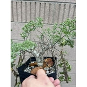 Pelargonium paniculatum, Cactus, Cacti, Succulent plant, Geraniaceae