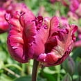 thumbnail image 3 of Easy to Grow Tulip Negrita Parrot 10 Plant Bulbs, Spring Zones 3-8, 3 of 5
