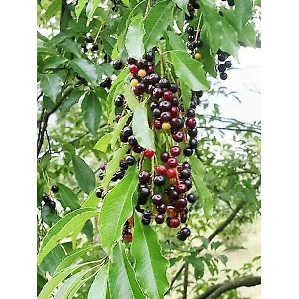 Black cherry tree age for good fruit