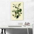 thumbnail image 2 of ARTCANVAS Warbling Flycatcher Canvas Art Print by John James Audubon - Size: 26" x 18" (1.50" Deep), 2 of 9