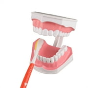 2 Times Enlarge Dental Teeth Model