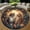 Cat Couple, variant on Circle Area Rug, Ivy Nature Pattern Washable Non-Slip Floor Carpet, Soft Rug for Living Room Bedroom Decor 24 Inch