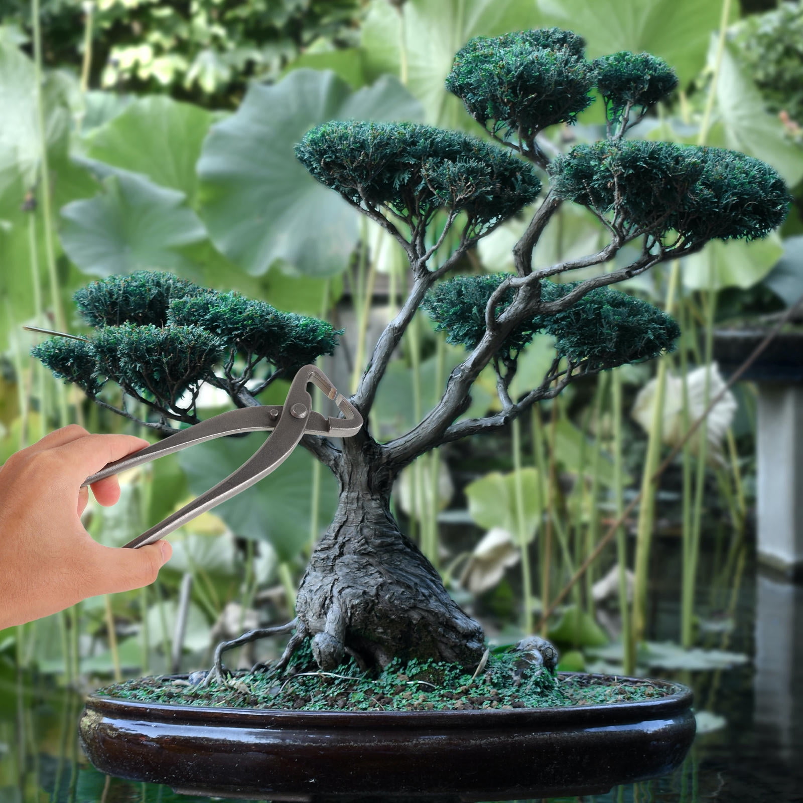 WHAMVOX Bonsai Clippers Bonsai Tree Tools Branch Liberia | Ubuy