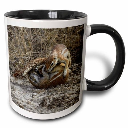 

3dRose Cape ground squirrels fighting Etosha NP Namibia Africa. - Two Tone Black Mug 11-ounce