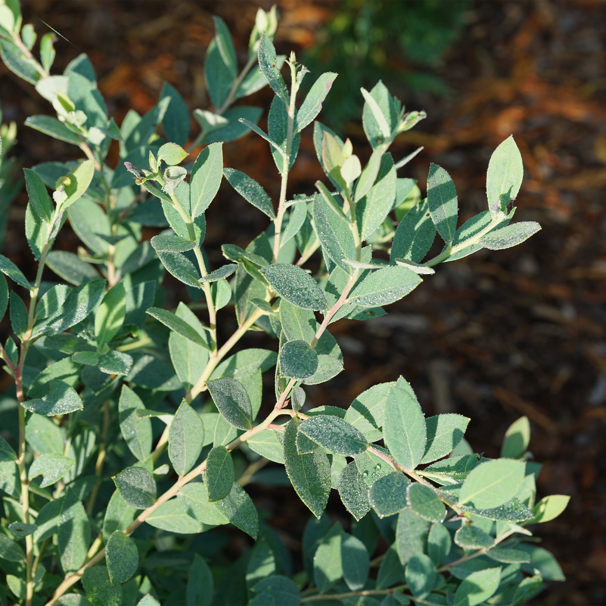 Proven Winners ColorChoice Splendid! Blue Blueberry Live Shrub (2 Gallon)