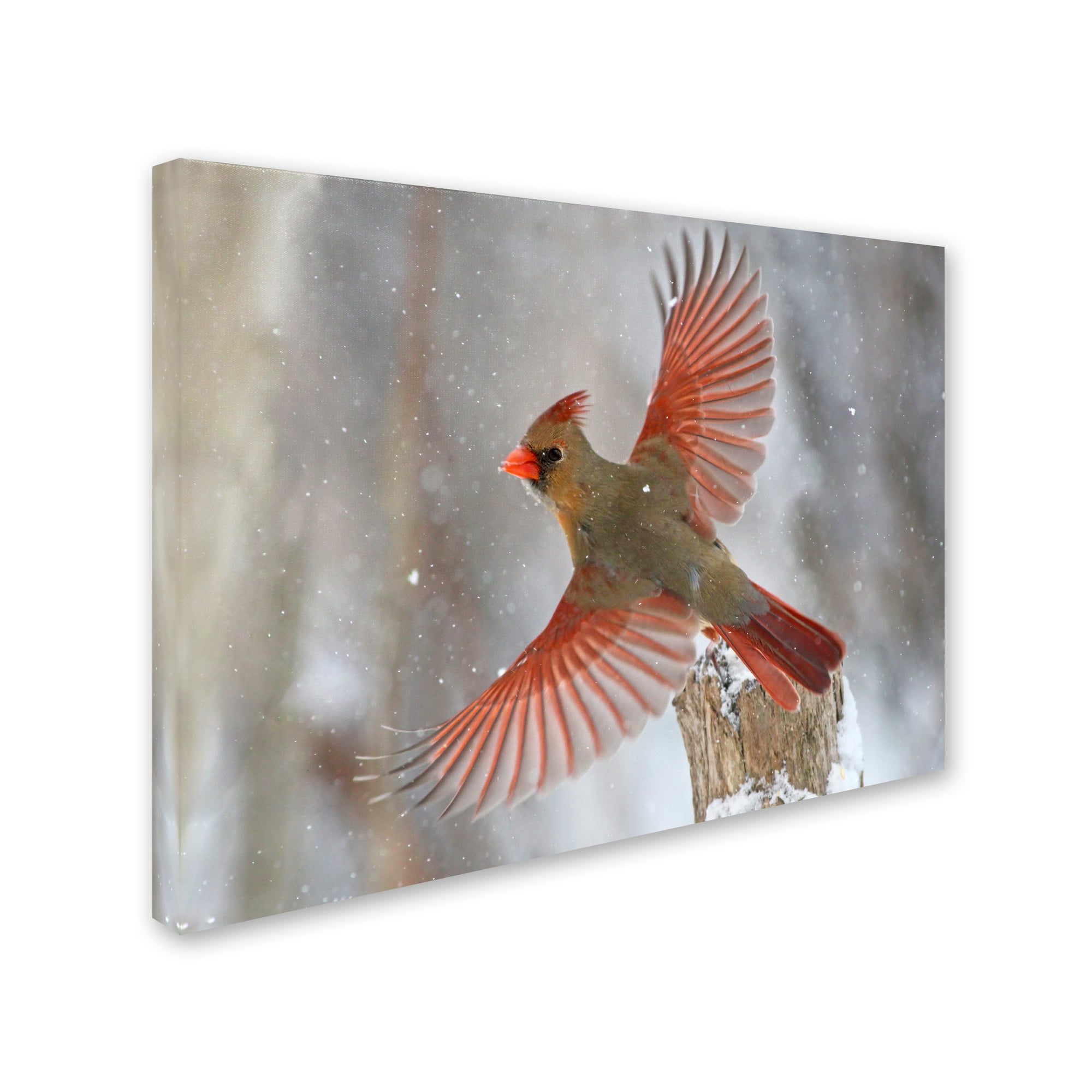 Trademark Fine Art 'Snow Storm I' Canvas Art by Mircea Costina