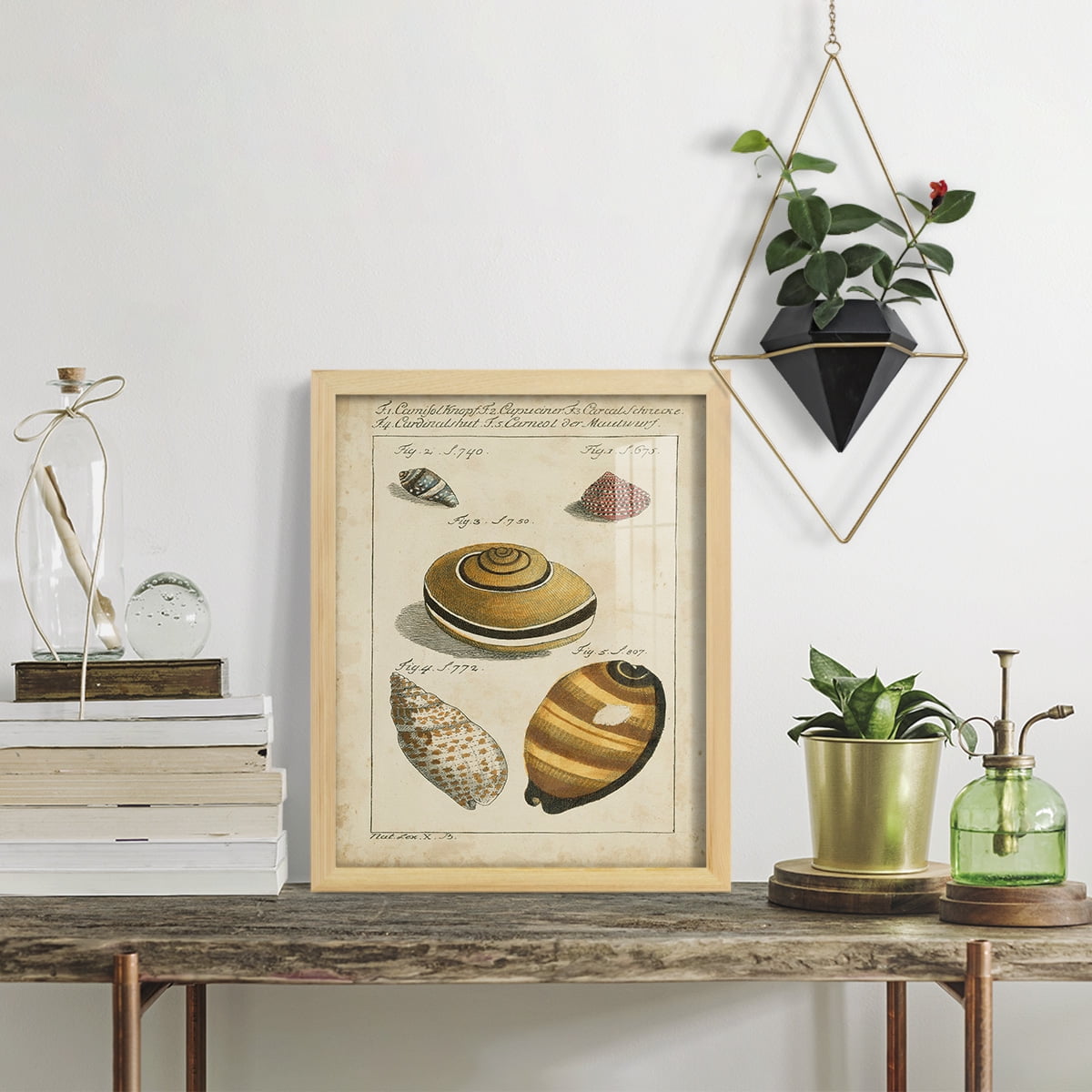 Vintage Shell Study IV -Framed Print w/glass-Natural Wood