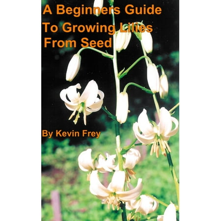 A Beginners Guide To Growing Lilies From Seed - (Best Marijuana Seeds For Beginners)