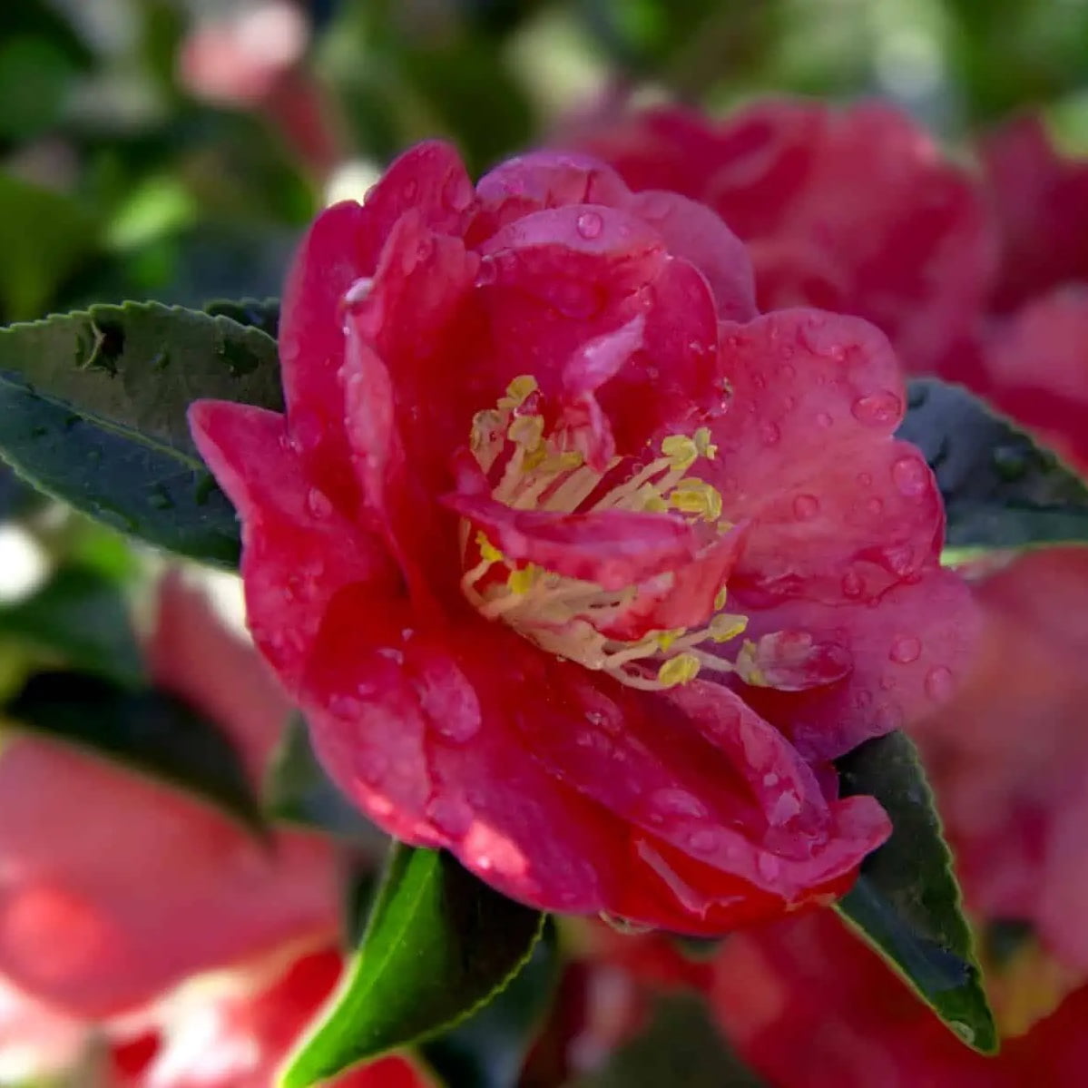 Southern Living October Magic Rose Camellia Live Shrub in 2.5-Quart Grower Pot