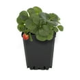 thumbnail image 3 of Expert Gardener 1PT Strawberry Edible Live Plant (6-Pk) Full Sun, 3 of 6