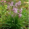 thumbnail image 6 of Easy to Grow Spanish Bluebells Pink 10 Plant Bulbs, Flowers Spring Zones 3-8, 6 of 6