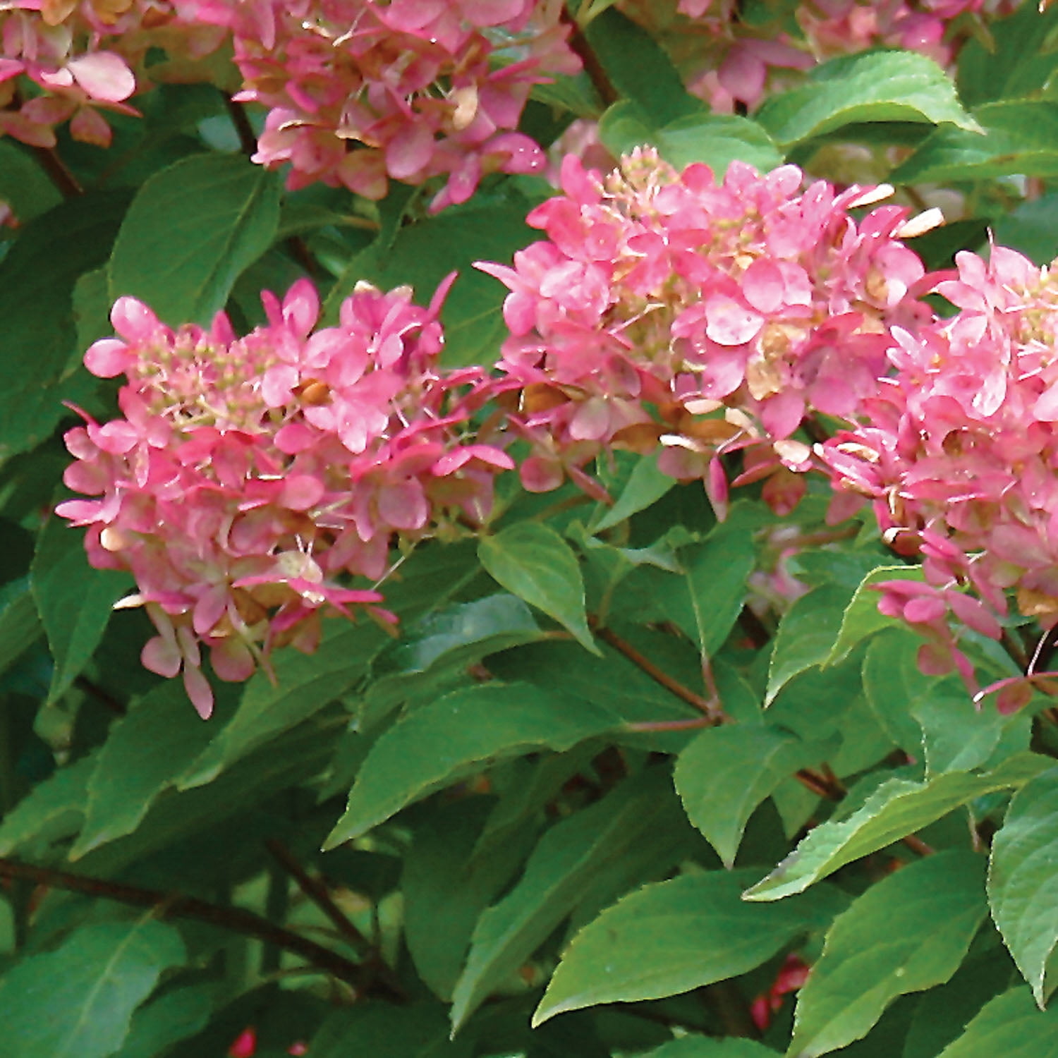 Expert Gardener Hydrangea Collection (Set of 2 Dormant Bare Roots