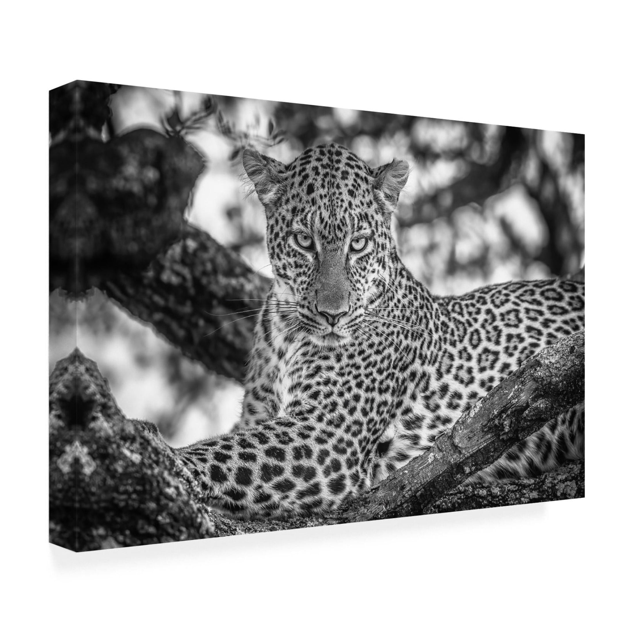 Canvas Wall Art - Jeffrey C. Sink 'Monochrome Beauty' Wall Art for Living Room, Bedroom, or Office Décor by Trademark Fine Art - 24 x 16 Inches