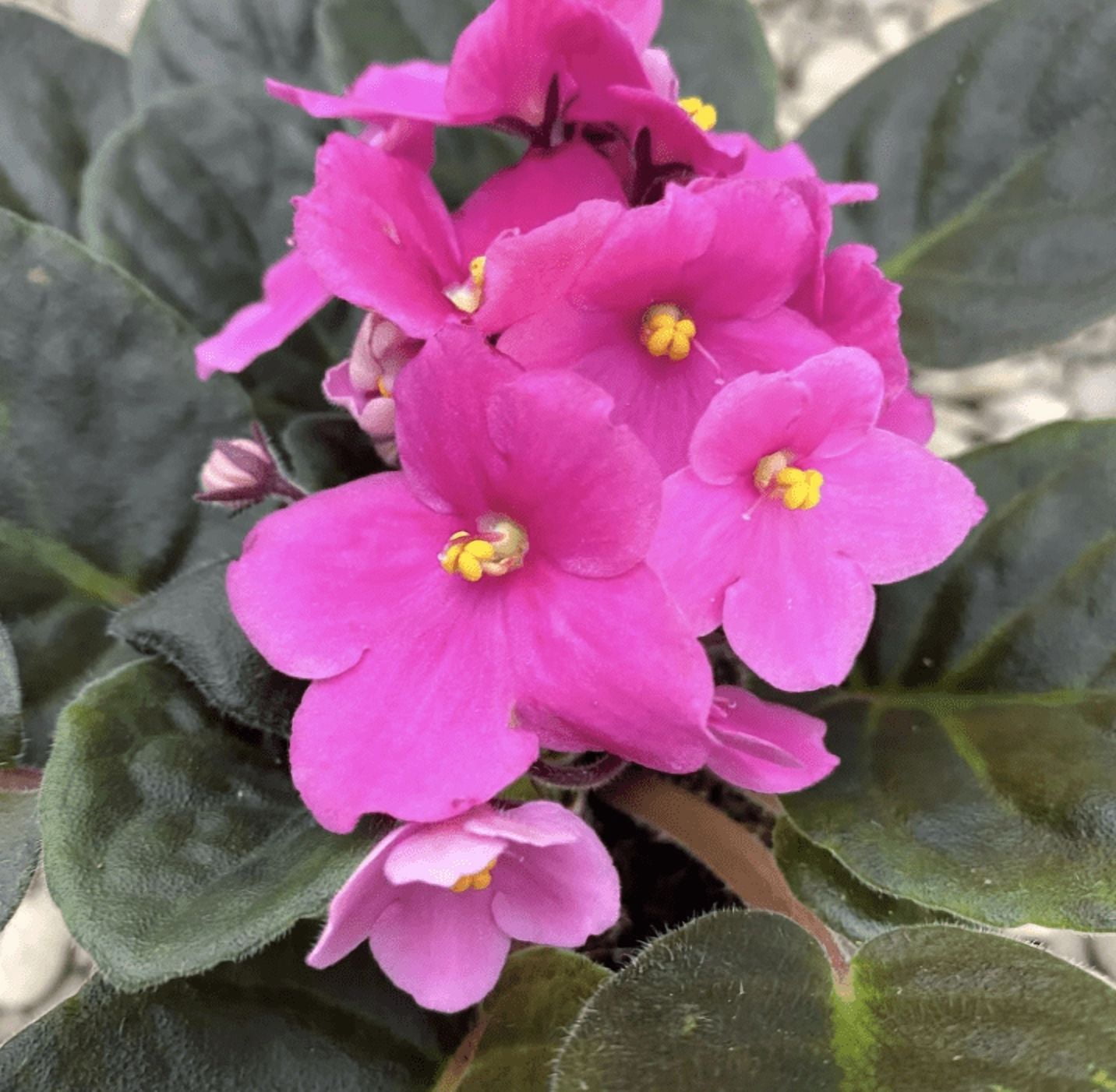 Pink African Violet Live Plant, Indoor Houseplant in 4'' Pot, Vibrant African Violet Flowers Ready to Grow 3-5 Inch Tall