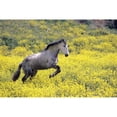 thumbnail image 1 of Andalucian Horse Poster Print by Michael Thornton, 34 x 22 - Large, 1 of 1