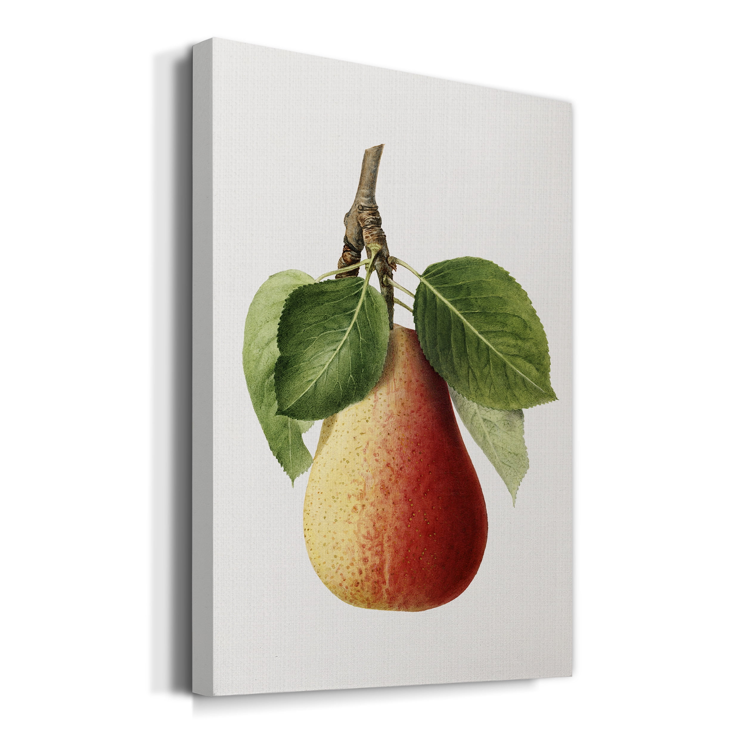 Vintage Pear Illustration II Premium Gallery Wrapped Canvas - Ready to Hang - 32 x 48