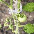thumbnail image 1 of Blanco - 100 piezas Pinzas para tomates, pinzas para plantas, pinzas para enredaderas, pinzas para jardín, pinzas de plástico para verduras, plantas, tomates, 1 of 5