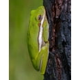 thumbnail image 2 of Richardson, Larry 15x18 White Modern Wood Framed Museum Art Print Titled - A green treefrog takes refuge among the furrows of bark of a slash pine tree in southern-Florida, 2 of 4