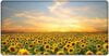 Evening sunflower