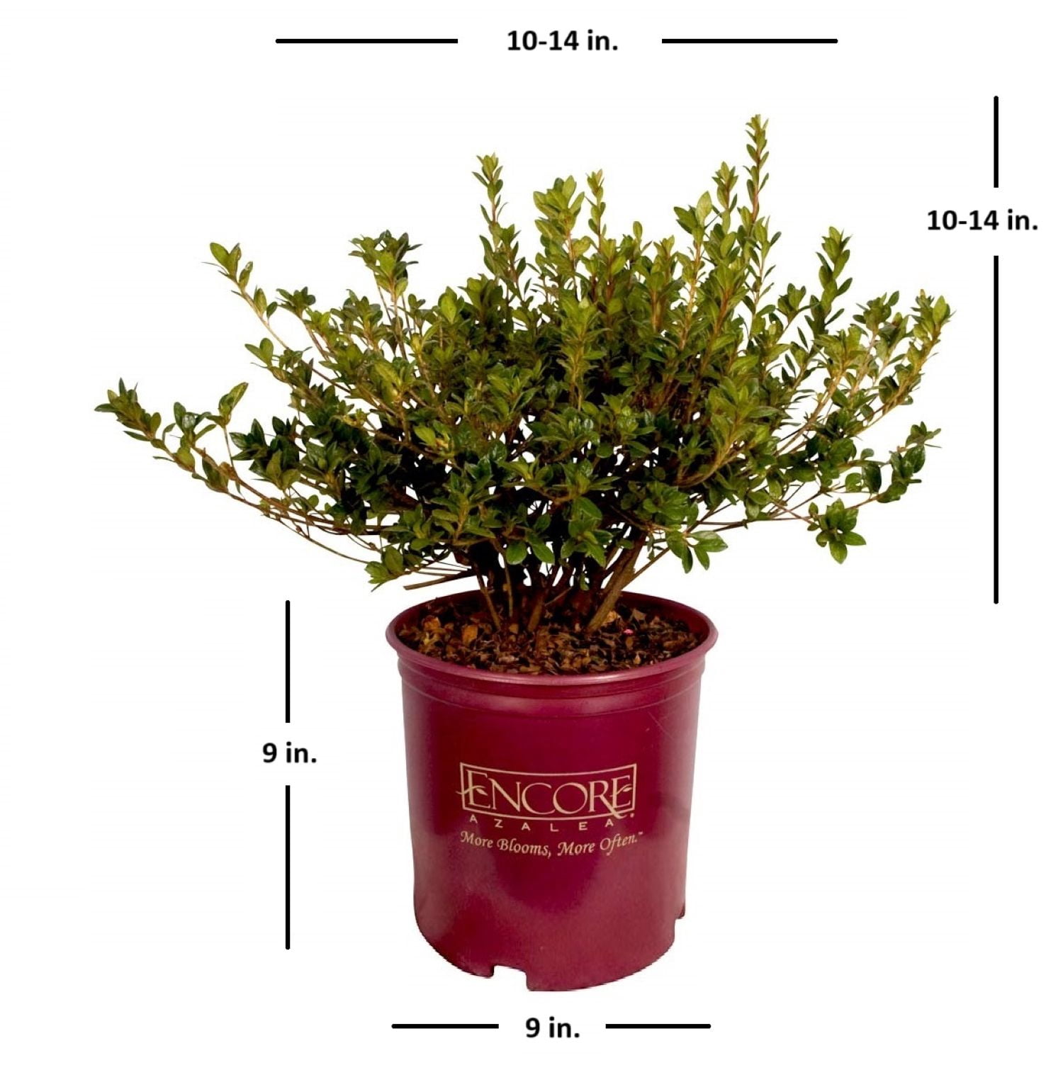 Encore Azalea Autumn Monarch (2 Gallon) Orange Red Flowering Shrub - Full Sun Live Outdoor Plant