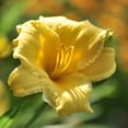 thumbnail image 4 of Stella D'Oro Daylily Yellow Flowers - 6 Bare Roots - Attracts Butterflies, Bees & Hummingbirds-Spring Garden Perennial, 4 of 6