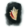 thumbnail image 3 of Popp, Grace 15x18 Black Modern Framed Museum Art Print Titled - Conch on Black I, 3 of 5