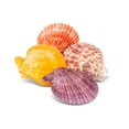 thumbnail image 2 of Ensemble de 4 Décorations de Coquilles Saint-Jacques Recto-Verso, 2 of 3