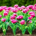 thumbnail image 3 of Tulip Flower Bulbs Semi-Double to Double Form, Mascotte from Easy to Grow Bulbs, 3 of 5