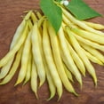 thumbnail image 3 of Burpee Golden Wax Improved Garden Bean Vegetable Seed, 1-Pack, 3 of 5