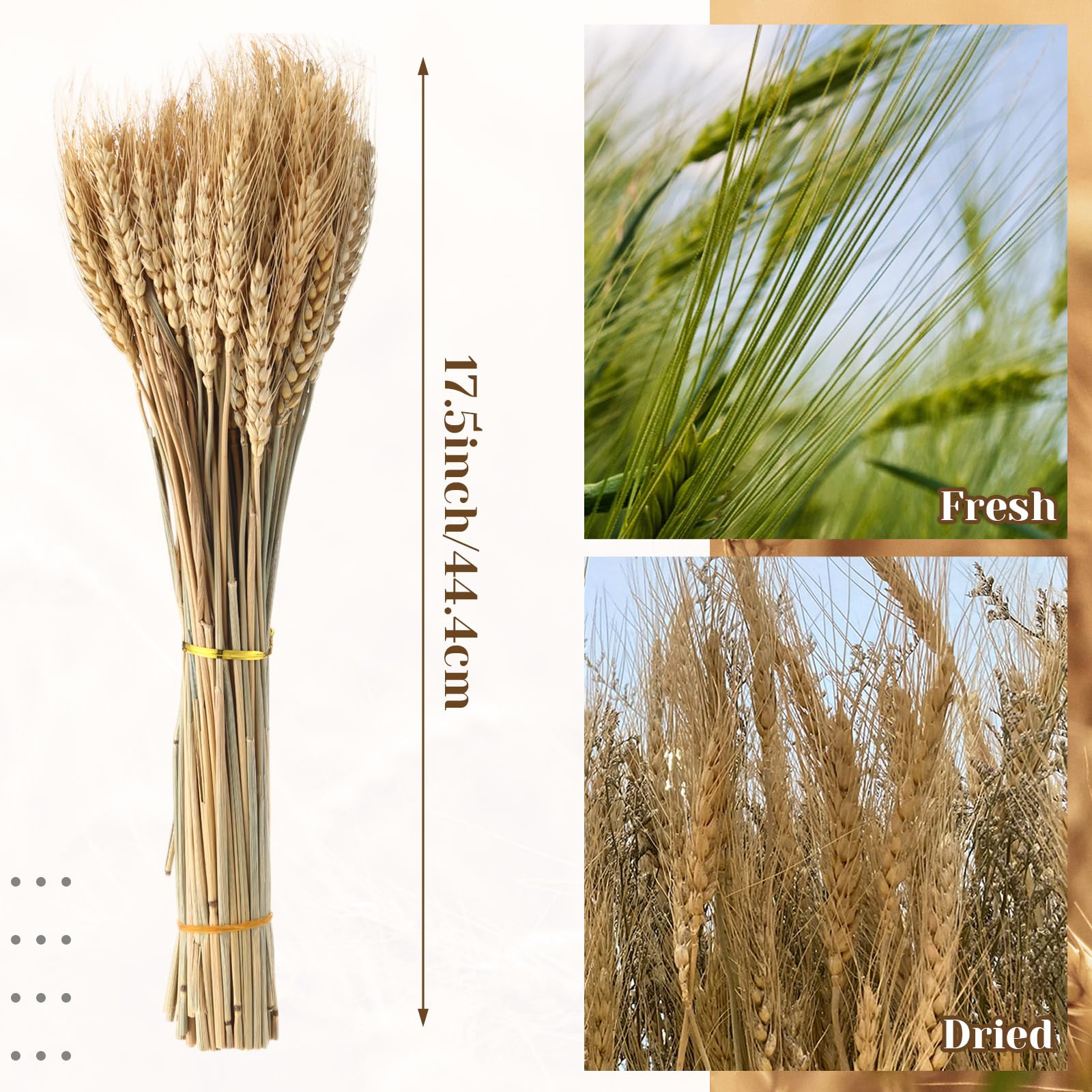 600 Stems Dried Wheat Stalks for Decor Natural Wheat Grass Sheaves Bundle Farmhouse Artificial Flowers Arrangement for DIY Wedding Table Home Centerpieces Party Decorative (16 Inch)