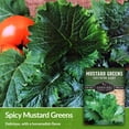 2 Packs Southern Giant Mustard Greens Garden Plant Seed Packets - Non ...