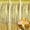 Gold, variant on KIRIKOU 3 Pack Foil Fringe Curtains Backdrop Party Decoration, Metallic Tinsel Curtain Photo Backdrop for Birthday Bachelorette Party Bridal Baby Shower Decorations(Navy, 3.2ft x 6.5ft)