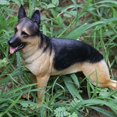 thumbnail image 3 of Realistic Shepherd Dog Animal Model, Figurine Kids Toy Home Ornament Collection, Children Fun Learning at Home Christmas Birthday Gift Bronze, 3 of 3