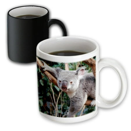 3dRose Australia, Sydney, Featherdale Wildlife Park, Koala Bears - Magic Transforming Mug,